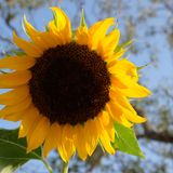 Oásis Azul - Sunflower