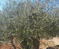 Volop olijven
