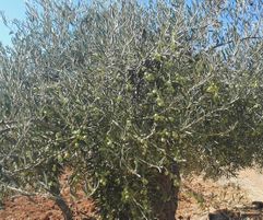 Volop olijven